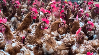 Russia reports first case of avian flu in humans
