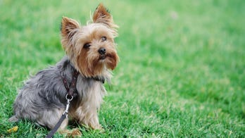 Wag! dog walker blamed in death of Florida woman's pet: 'All I have is ashes and no answers'