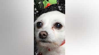 Christmas photo of dog suffering 'existential crisis' goes viral on Twitter