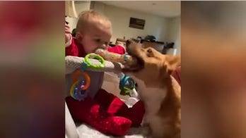Dog steals toy from baby in hilarious video