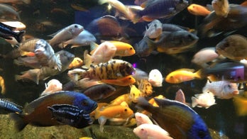 Unusual fish can create entirely new species when it has sex