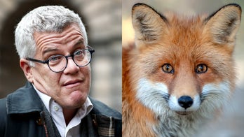 British lawyer claims he killed fox with baseball bat while wearing wife's kimono, sparks backlash, investigation