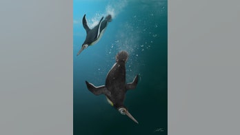 'Missing link' penguin fossil shows massive change in species after dinosaur extinction