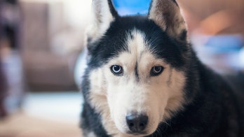 English dog turns on microwave, sparks kitchen fire, officials say