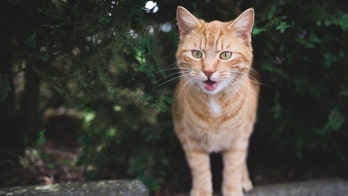 Cat meowing with 'thick Southern accent' goes viral on Instagram