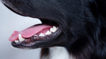 Florida veterinarians cleaning rescue dog’s teeth make shocking discovery