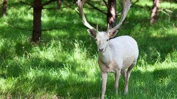 Missouri hunter bags rare albino deer on last day of hunting season: 'All glory goes to God in this'