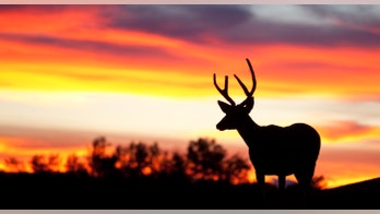 Pennsylvania wildlife officials investigating 'reprehensible' video of teens kicking, abusing wounded deer