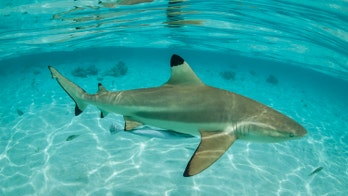 Florida boy, 7, knocked from surfboard by small shark, footage shows