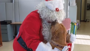 Pennsylvania dog at shelter for over 900 days has one Christmas wish: to get adopted
