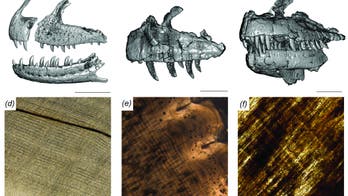 70M year-old dinosaur replaced its teeth as fast as sharks