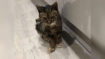 Family finds missing cat 6 years later, only to get terrible news