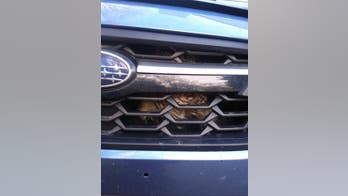 Owl hit by car survives 3-hour ride stuck in grille