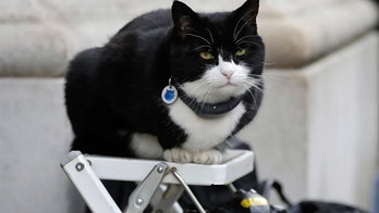 Palmerston, British Foreign Office's resident cat, returns after 6-month recovery for weight gain, stress