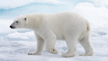 Polar bears birthing could be disrupted by warming climate