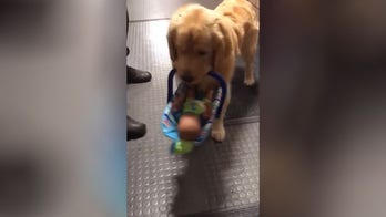 Police dog caught stealing donated toys for needy children