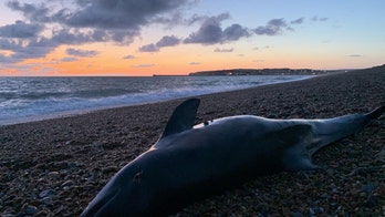 Baby porpoises are being poisoned by a 'cocktail of chemicals'