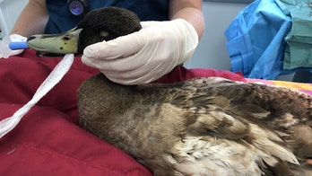 Pet duck needs penis removed after trying to mate 'between 5 and 10 times' per day: 'It was pretty horrific'
