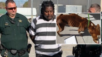 Florida sheriff escorts man to jail after 'extremely emaciated' dog found: 'This is how we treat you'