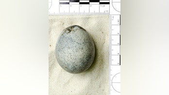 Archaeologists discovered 1,700-year-old Roman eggs — and accidentally released 'world's oldest stinkbombs'