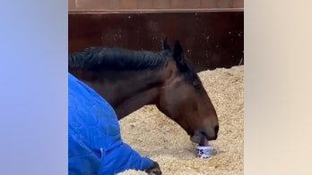 Police horse begs for tea before work, trainer says