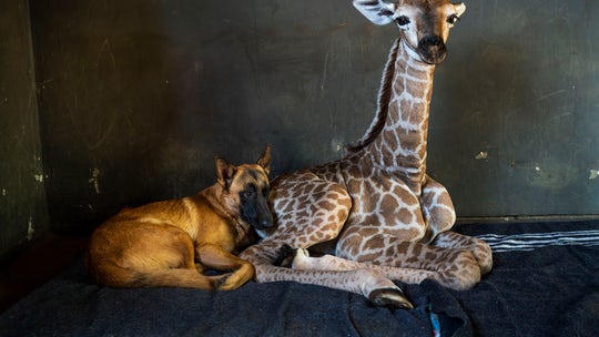 Abandoned baby giraffe in South Africa, whose pics went viral after befriending dog, dies