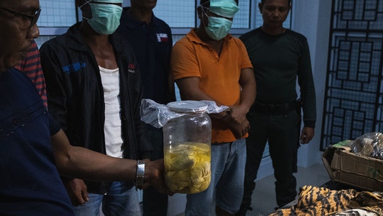 Tiger fetuses in jars, skin of Sumatran tiger discovered in Indonesian poacher arrests