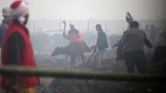 Nepal’s animal sacrifice festival, known as ‘world’s bloodiest,’ gets underway after ‘ban’ ignored