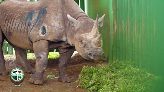 Fausta, 'world's oldest rhino,' dead at 57, conservation says