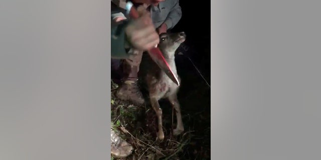 The Royal Society for the Prevention of Cruelty to Animals (RSPCA) reportedly found “numerous gruesome hunting images and videos” on Price's phone, said to be taken during illegal hunts in October and November of 2018.