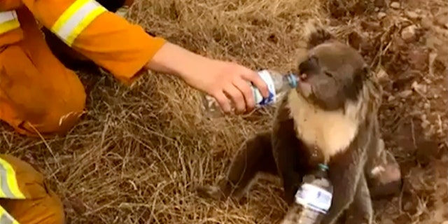 FIEL - In this image made from video taken on Dec. 22, 2019, and provided by Oakbank Balhannah CFS, a koala drinks water from a bottle given by a firefighter in Cudlee Creek, South Australia. Thousands of koalas are feared to have died in a wildfire-ravaged area north of Sydney, further diminishing Australia's iconic marsupial, while the fire danger accelerated Saturday, Dec. 28, 2019 in the country’s east as temperatures soared. (Oakbank Balhannah CFS via AP, File)