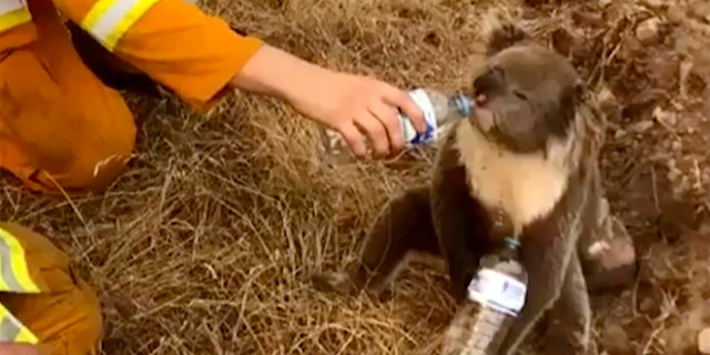 FIEL - In this image made from video taken on Dec. 22, 2019, and provided by Oakbank Balhannah CFS, a koala drinks water from a bottle given by a firefighter in Cudlee Creek, South Australia. Thousands of koalas are feared to have died in a wildfire-ravaged area north of Sydney, further diminishing Australia's iconic marsupial, while the fire danger accelerated Saturday, Dec. 28, 2019 in the country’s east as temperatures soared. (Oakbank Balhannah CFS via AP, File)