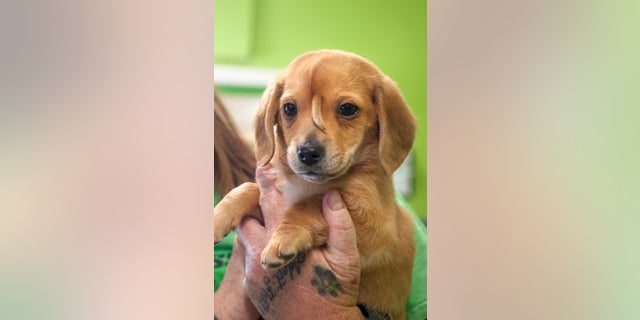 Though people have made “giant” offers to buy the special dog, but Steffen is certain that “he’s not for sale.” (Tyler Graef/The Southeast Missourian via AP, File)