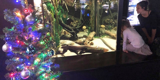 In this undated photo provided by the Tennessee Aquarium, an electric ell named Miguel Wattson lit up a Christmas tree at the Tennessee Aquarium in Chattanooga. (Thom Benson/Tennessee Aquarium via AP)