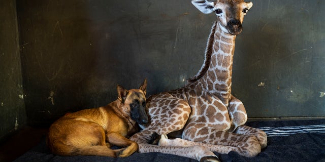 In this Friday Nov 22, 2019 file photo, Hunter, a young Belgian Malinois, keeps an eye on Jazz, a nine-day-old giraffe at the Rhino orphanage in the Limpopo province of South Africa. Jazz, who was brought in after being abandoned by his mother at birth, died of brain hemorrhaging and hyphema it was announced Friday, Dec. 6, 2019. (AP Photo/Jerome Delay)