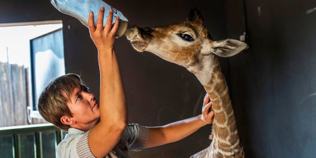 Janie Van Heerden fed Jazz, a 9-day-old giraffe at the Rhino orphanage in the Limpopo province of South Africa. (AP Photo/Jerome Delay)