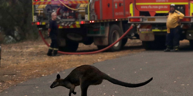 A wallaby hops across a road to flee a fire near Mangrove Mountain, north of Sydney Tuesday, Dec. 10, 2019. Hot dry conditions have brought an early start to the fire season. (AP Photo/Rick Rycroft)