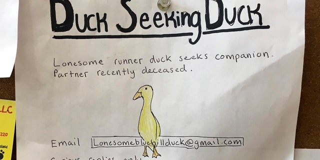 An advertisement for a single duck seeking a partner is seen on a bulletin board at the Blue Hill Co-op, Thursday in Blue Hill, Maine. The duck's owner, Chris Morris, is using the dating ad to try to find a match for one of his ducks who lost its mate to a hungry bobcat a couple of weeks ago at Morris' yard in Blue Hill. (Jennifer Coolidge via AP)