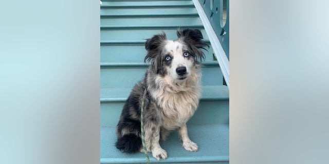 This undated photo provided by Emilie Talermo showing a blue-eyed miniature Australian Shepherd named Jackson, in San Francisco, Calif. (Emilie Talermo via AP)