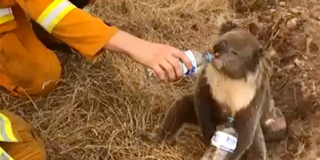 In this image made from video taken on Dec. 22, 2019, and provided by Oakbank Balhannah CFS, a koala drinks water from a bottle given by a firefighter in Cudlee Creek, South Australia. Around 200 wildfires were burning in four states, with New South Wales accounting for more than half of them, including 60 fires not contained. (Oakbank Balhannah CFS via AP)