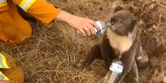 In this image made from video taken on Dec. 22, 2019, and provided by Oakbank Balhannah CFS, a koala drinks water from a bottle given by a firefighter in Cudlee Creek, South Australia. Around 200 wildfires were burning in four states, with New South Wales accounting for more than half of them, including 60 fires not contained. (Oakbank Balhannah CFS via AP)