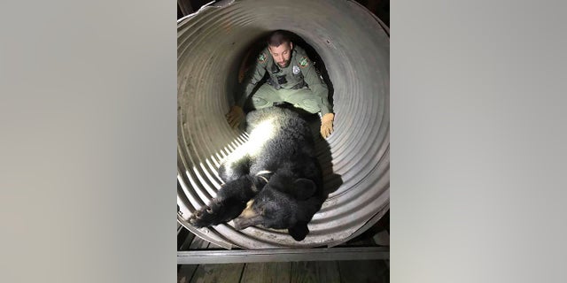 This provided by the Tennessee Wildlife Resources Agency shows TWRA officer Jeff Roberson with a bear caught after it was wandering around the University of Tennessee's baseball stadium in Knoxville. The 200-pound black bear showed up as a walk-on but ended up being sent back to its home territory. (Tennessee Wildlife Resources Agency via AP)