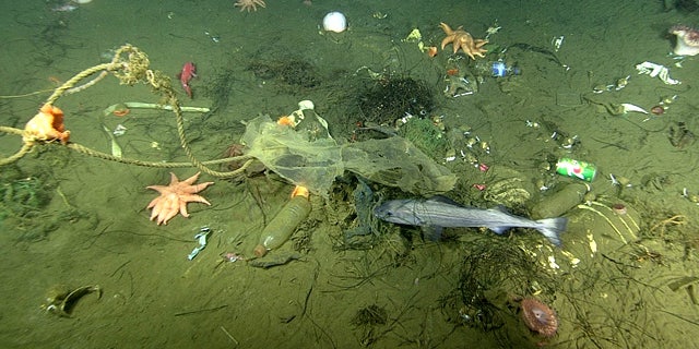 A close-up view of a micro-depression, showing trash, rocks, seafloor animals, and fish. (Image: © 2019 MBARI)