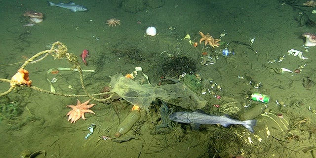 A close-up view of a micro-depression, showing trash, rocks, seafloor animals, and fish. (Image: © 2019 MBARI)