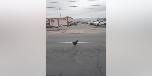 The Elizabethtown Police Department shared that its fearless cops walked into the “very beak of danger” to take down “a very hostile chicken.”
