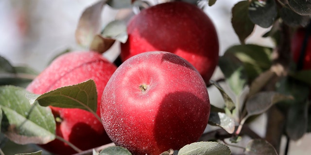 Cosmic Crisp apples, a new variety and the first-ever bred in Washington state, are ready to be picked. (AP Photo/Elaine Thompson)
