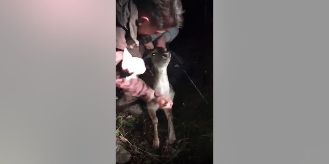 A video found on Price's phone showed him stabbing a young deer in the throat. Other men could be heard cheering him on in the footage.