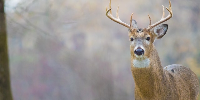 “As Pennsylvania’s state wildlife agency, we have said from the beginning that the actions shown in the video are reprehensible,