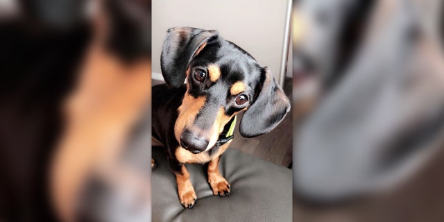 Westlake Legal Group Dog-Euthanized-Facebook-1 Utah woman claims vet mistakenly euthanized pet dog after calling wrong family fox-news/us/us-regions/west/utah fox-news/odd-news fox-news/lifestyle/pets fox news fnc/lifestyle fnc article Alexandra Deabler 3ca9aa46-cb65-52cc-b887-5593d6efee85