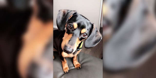 Andrea Martinez shared the devastating story on Facebook, writing that the family took their pet dachshund Ziggy to the ER after “his breathing got weird.”